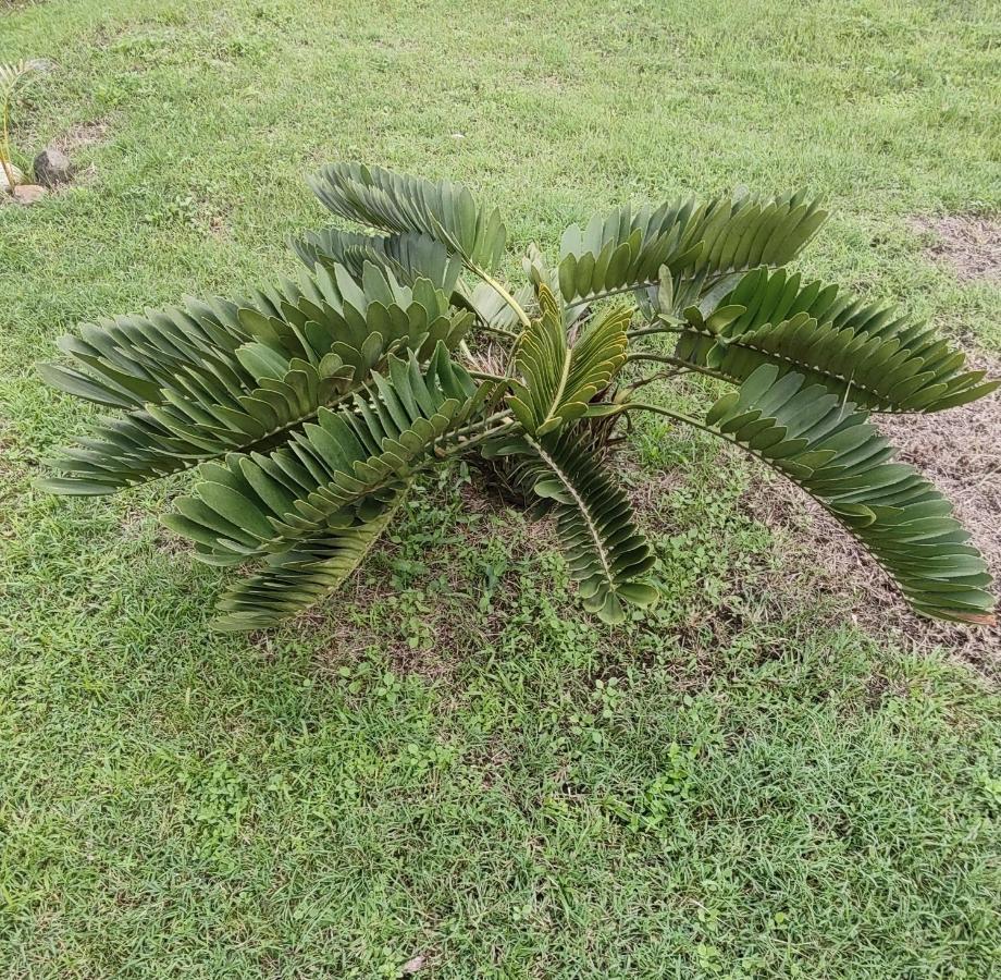 Bencastle Villa Gros Islet Dış mekan fotoğraf